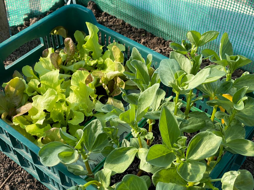 Bio Gemüsepflanzen Hofladen mit SB Kasse, 3 Pflanzen 10 € in Bückeburg