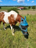 Coaching mit dem Pferd Aubing-Lochhausen-Langwied - Aubing Vorschau