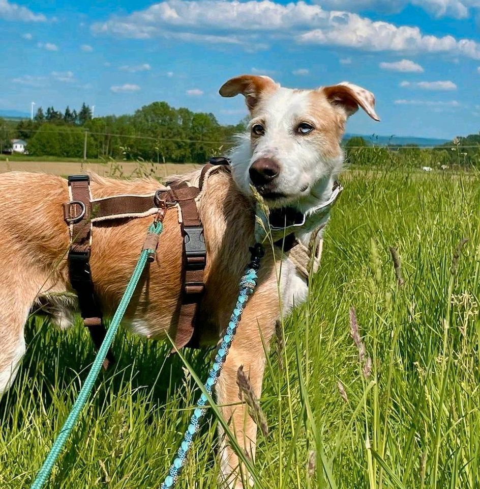 MOMO Rauhaar Podenco Rüde Tierschutz Hund in Rosbach (v d Höhe)