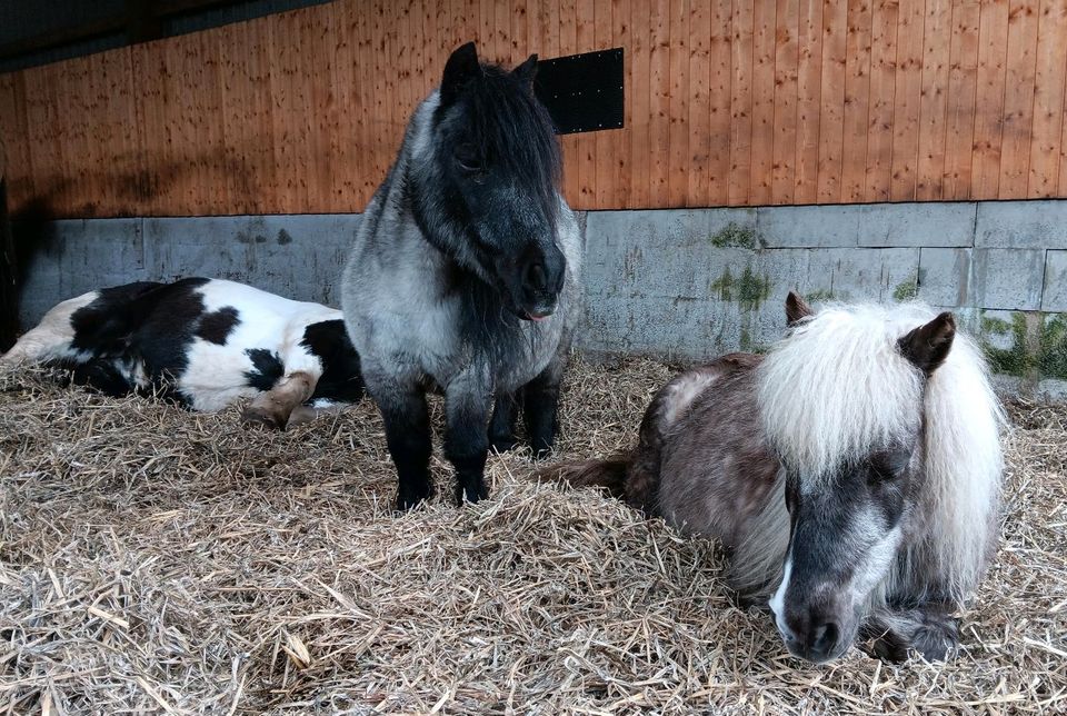 Reitbeteiligungen auf braven Ponys zu vergeben in Wacken