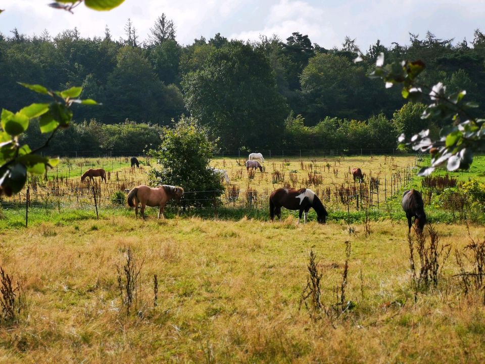 Offenstallplatz Offenstall Stellplatz auf schönem Islandpferdehof in Groß Offenseth-Aspern