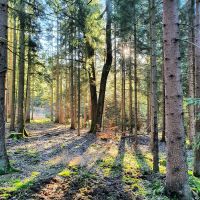 Wir suchen Waldgrundstücke in Lautertal Bayern - Lautertal Vorschau