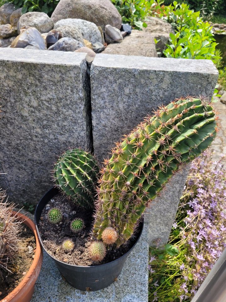 Große Kakteen Echinopsis, Echinocactus und weitere in Wedemark