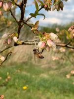 Honig aus eigener Imkerei Niedersachsen - Nortrup Vorschau