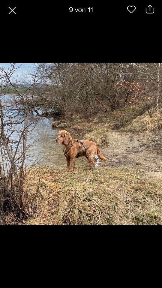 Hundebetreuung in Murnau am Staffelsee