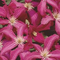 Robuste Waldrebe Madame Julia Correvon 60-80cm Clematis viticella Niedersachsen - Bad Zwischenahn Vorschau