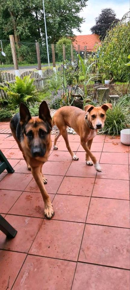 Tommy. Kleiner Schmuser mit Herz in Großefehn