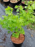 Japanischer Fächerahorn Baum Strauch Sorte GOING GREEN 80 cm Baden-Württemberg - Moos Vorschau