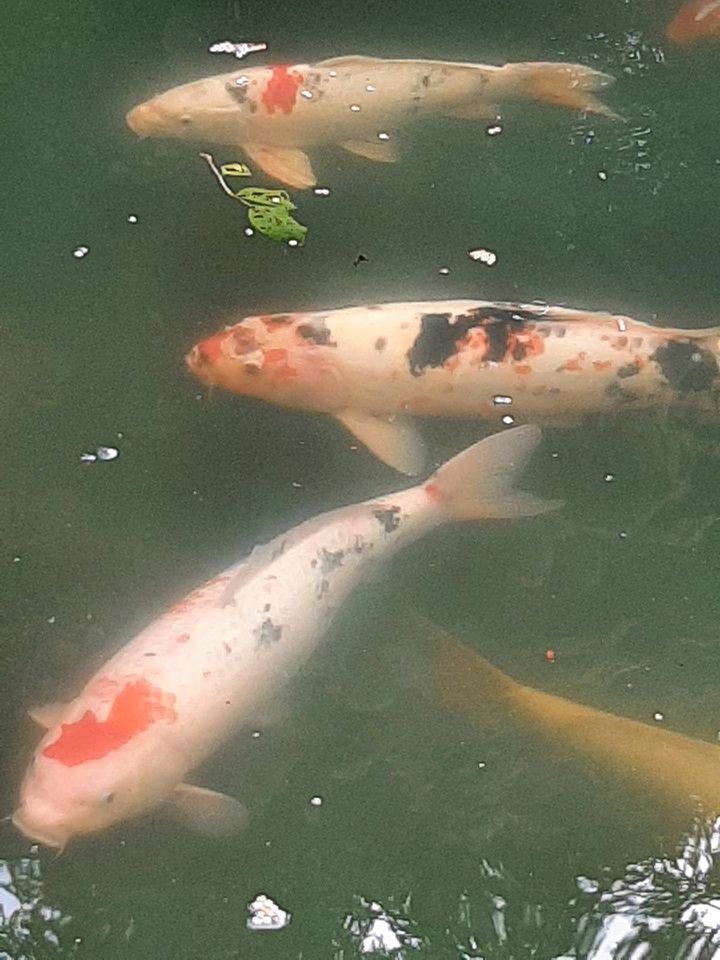 Teich Auflösung mit 17 großen Kois! in Marktheidenfeld