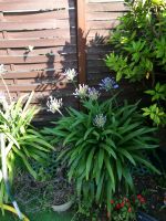 Agapanthus Schmucklilie Sachsen - Großenhain Vorschau