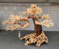 35% Rabatt auf alle Aqua- Bonsai ! - AQUA-Design Calw Baden-Württemberg - Calw Vorschau