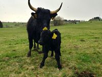 Dexter Rinder weiblich schwarz behornt Herdbuch B mit Kalb Bayern - Geroldsgrün Vorschau