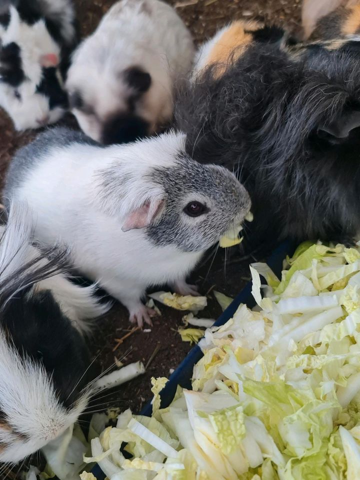 Meerschweinchen Notstation hat Plätze Frei♡ in Erftstadt