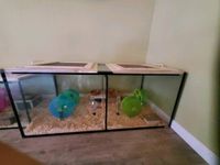 Aquarium Terrarium 120 x 60 cm 2 Abteile Baden-Württemberg - Singen Vorschau