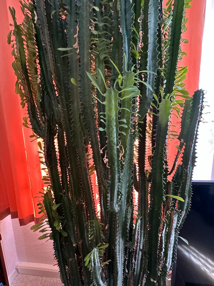 TOLLE DEKORATIVE ZIMMERPFLANZE CACTUS EUPHORBIA in Güstrow