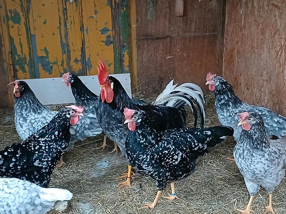 Eier/Hühner/Italiener/blau weiß gescheckt/keine Bruteier in Limbach-Oberfrohna