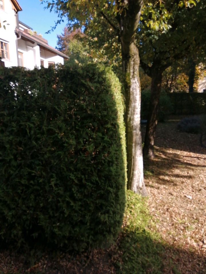 Gartenpflege, Bruchholz, Heckenschnitt, Baum- Obstbaumschnitt in München