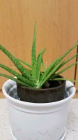 Aloe Vera zusätzl.Sauerstoff Schlafzimmer Niedersachsen - Bad Fallingbostel Vorschau