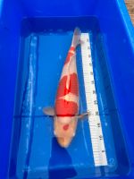 Koi Kohaku Nisai 62cm Jumbo Japankoi Saarland - Marpingen Vorschau