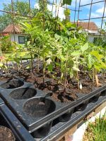 Tomaten Jungpflanzen Bayern - Schöllnach Vorschau