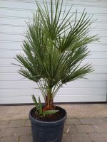 Schöne buschige Humilis Palmen-Chamaerops Humilis ca.1,00 M Rheinland-Pfalz - Bad Bergzabern Vorschau