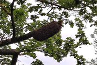 Bienenschwarm kostenlos einfangen - Als Dank 1 Glas Honig für Sie Baden-Württemberg - Mühlacker Vorschau