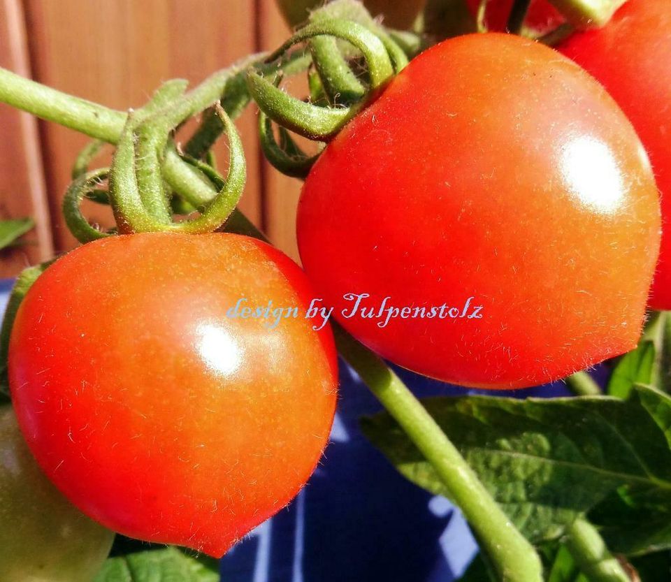 ♥ Tomaten Kleiner Herzensbrecher Samen Garten Rarität Alte Sorte in Hamburg