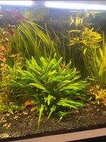 Cryptocoryne wendtii. Green mutterpflanze Baden-Württemberg - Heilbronn Vorschau