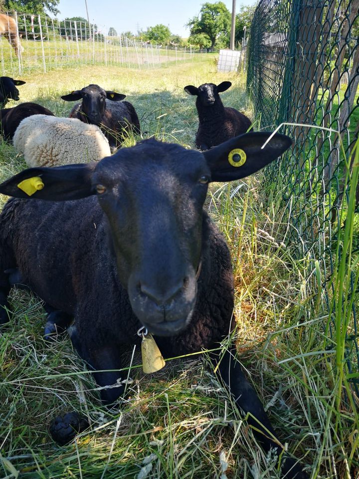 Schafe Auen Bock Herde mit Wolfsschutzzaun abzugeben in Meudt
