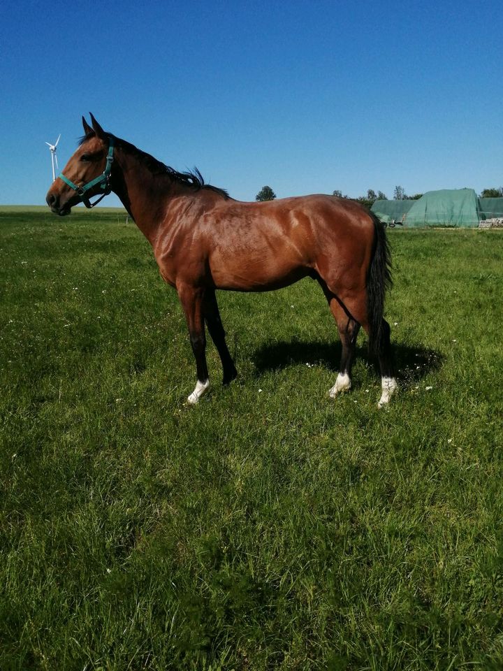 Wallach Dt. Sportpferd in Reichenbach (Oberlausitz)