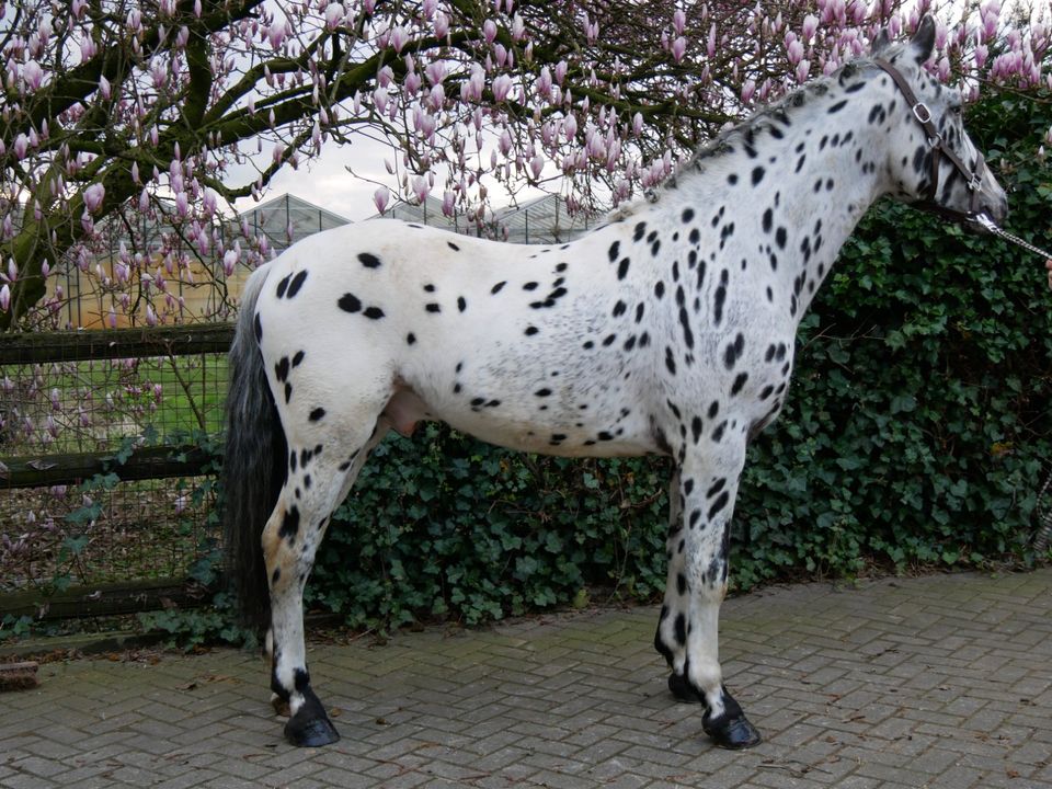 Knabstrupper, Freizeitpferd, Fahrpferd, Apaloosa in Dorsten