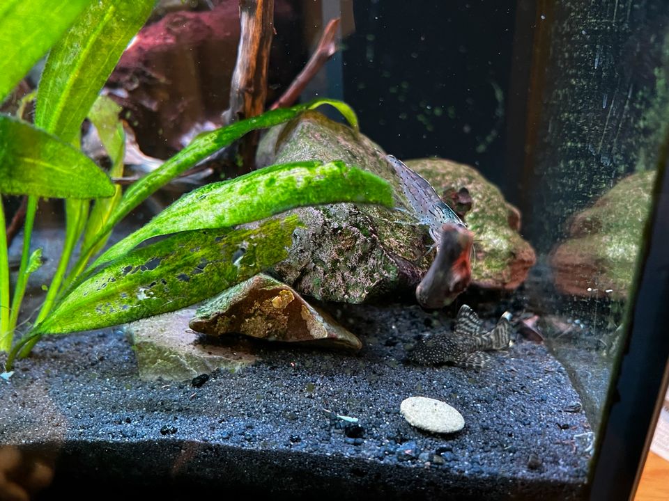 JUWEL 200Liter Aquarium inkl. Besatz und Zubehör in Remscheid