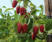 Himbeeren Strauch Staude Obst Bio Nordrhein-Westfalen - Gladbeck Vorschau