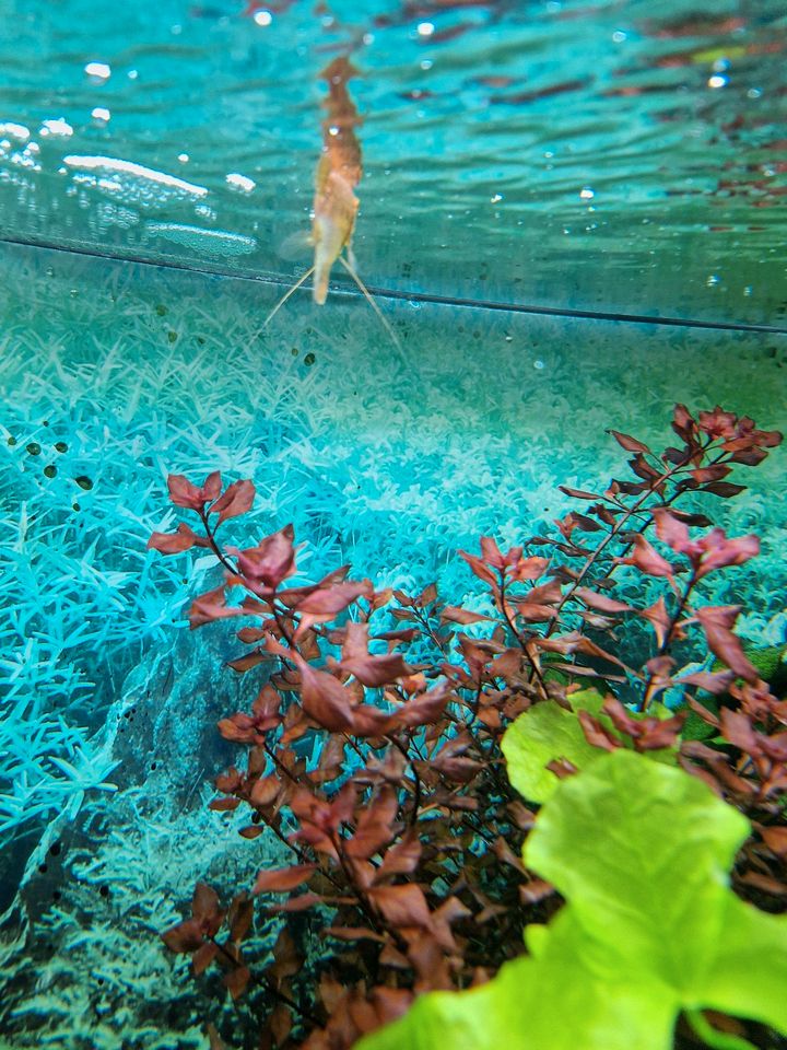 Aquariumpflanze in Lahr (Schwarzwald)