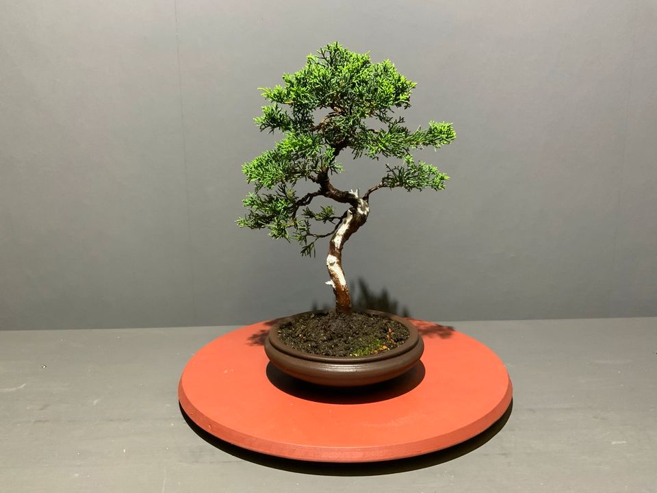 Juniperus itoigawa / Wacholder als Bonsai - Pflanze in Dortmund
