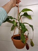 Nepenthes ampullaria blackmiracle hybride Niedersachsen - Hameln Vorschau