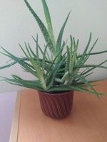 Aloe Vera Pflanzen Barbadensis sweet Miller essbar Rheinland-Pfalz - Haßloch Vorschau