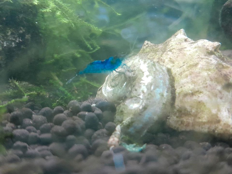 Aquarium, Garnelen, Fische,Neocaridina in Greußen