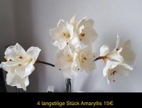 Amaryllis Kunstblumen 4 Stück weiß Bayern - Gaimersheim Vorschau