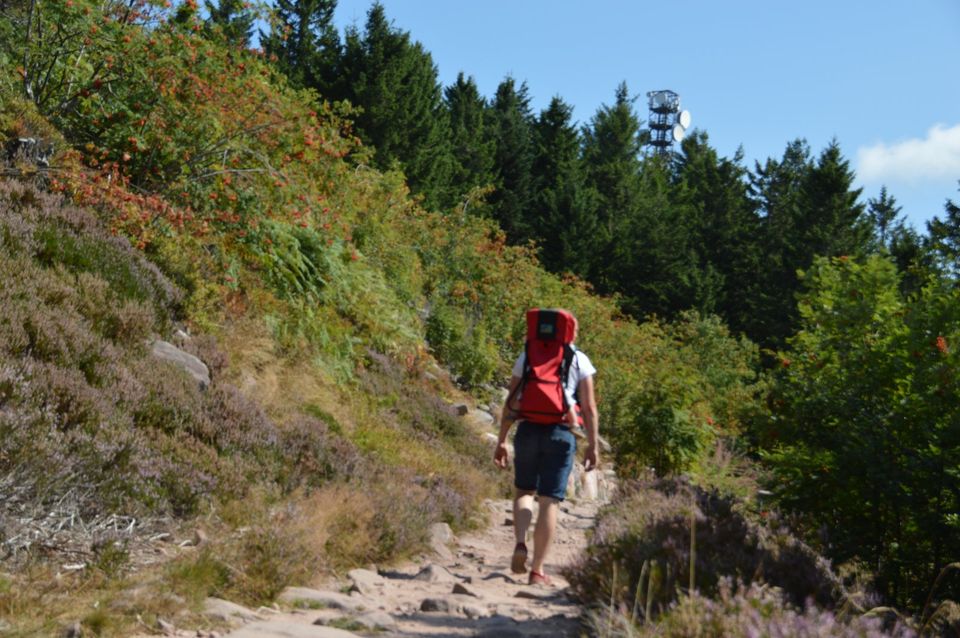 Urlaub August Baiersbronn, Schwarzwald, ***Ferienwohnung, Imkerei in Baiersbronn