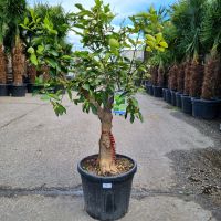 Limettenbaum Citrus latifolia (Nr.3) 35cm Stammumfang 160cm hoch Nordrhein-Westfalen - Oberhausen Vorschau