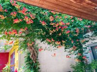 Campsis radicans Kletterpflanze Trompete Blume Rank-Pflanzen Baden-Württemberg - Wyhl Vorschau