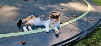 Katze vermisst Niedersachsen - Hagen am Teutoburger Wald Vorschau