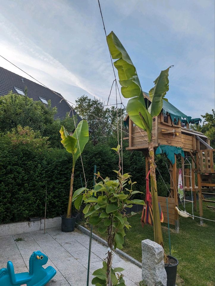 Bananenpalme Musa Basjoo Staude Pflanze XXL Winterhart in Donaueschingen