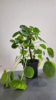 Pfanzen Pilea, Monstera Adansonii, Efeutute München - Hadern Vorschau