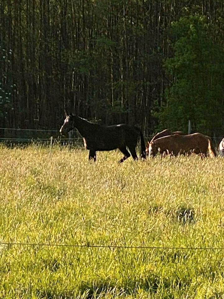 Pferdeboxen / Stallplätze    ! in Mellinghausen