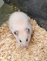 Goldhamster, Hamster Jungtier Weibchen Nordrhein-Westfalen - Extertal Vorschau