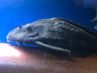 Monster Pleco ,Riesen Wabenschilderwels Rügen - Sassnitz Vorschau