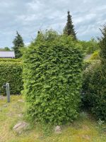 Thuja zum selber Ausgraben Niedersachsen - Wolfsburg Vorschau