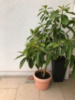 Avocado Baum Pflanze groß und wunderschön Hessen - Bad Nauheim Vorschau
